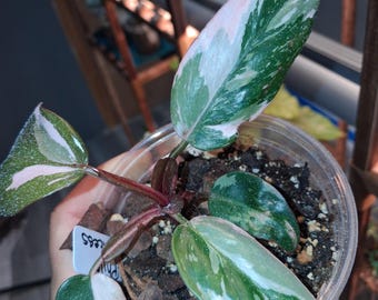 Philodendron Pink Princess