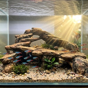 Könnte beinhalten: Ein gut beleuchtetes Aquarium mit einer naturalistischen Landschaftsgestaltung. Das Becken verfügt über eine geschichtete Felsformation, lebende Pflanzen und ein Kies-Substrat. Schwärme kleiner, bunter Fische schwimmen durch das Becken und schaffen eine lebendige Unterwasserszene.