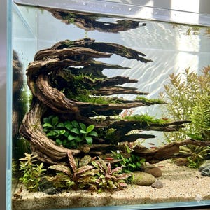 May include: An aquascaped aquarium with a natural design. A large piece of driftwood forms the centrepiece, adorned with green moss and plants. The tank also includes aquatic plants, gravel, and small fish.