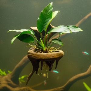 Jardinière d'aquarium flottante en bonsaï - Anubias et support pour fougères 19