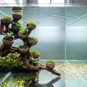 Puede incluir: Una decoración de acuario con forma de árbol marrón que presenta múltiples macetas pequeñas en forma de cuenco unidas a sus ramas. Cada cuenco contiene plantas acuáticas verdes y musgo, sumergidos en un acuario de cristal transparente.