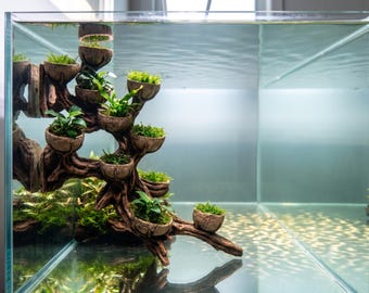 Wall Mount Driftwood Bonsai with Planting Cups: Aquarium Decoration,59