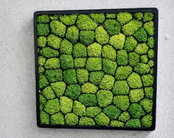 Aquarium Moss Wall Grid - Live Moss Carpet Base for Aquascaping -  Customisable Plant Background 20