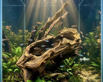 Driftwood Root Planter: Natural Aquarium Decor & House Plant Holder(58)
