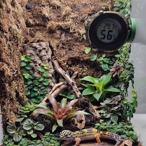 Könnte beinhalten: Ein Leopardgecko mit gelben, schwarzen und weißen Flecken ruht auf Erde in einem Terrarium mit grünen Pflanzen, Holzästen und einem strukturierten Hintergrund. Ein rundes digitales Thermometer und Hygrometer zeigt 29,7 Grad Celsius und 56 Prozent.
