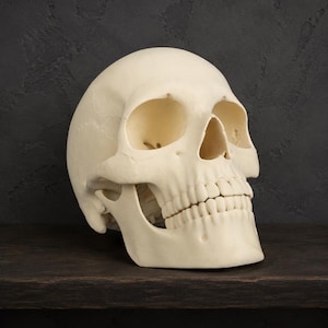 Realistic Human Skull Replica, 9.84-Inch Bone White 3D Printed Decor