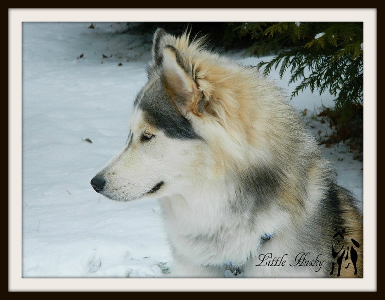 Custom Husky Scoodie Hood Husky Hat image 3