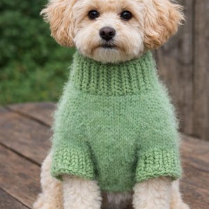 May include: A small, light-coloured dog with curly fur wearing a sage green, hand-knitted jumper. The jumper features a thick, ribbed turtleneck collar and ribbed cuffs on the short sleeves, with a soft, fuzzy texture throughout the knit.