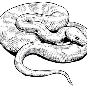 Peut inclure: Une illustration en noir et blanc au trait repr&eacute;sentant un serpent enroul&eacute;. Le dessin utilise des hachures crois&eacute;es et des pointill&eacute;s d&eacute;taill&eacute;s pour d&eacute;finir les &eacute;cailles et la forme arrondie du corps, la t&ecirc;te reposant sur la queue.