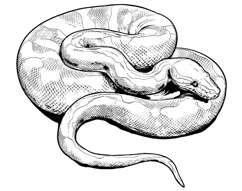 Peut inclure: Une illustration en noir et blanc au trait repr&eacute;sentant un serpent enroul&eacute;. Le dessin utilise des hachures crois&eacute;es et des pointill&eacute;s d&eacute;taill&eacute;s pour d&eacute;finir les &eacute;cailles et la forme arrondie du corps, la t&ecirc;te reposant sur la queue.