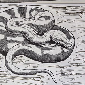 Peut inclure: Un dessin &agrave; l'encre noire et blanche repr&eacute;sentant un python royal enroul&eacute; sur un fond blanc avec des lignes griffonn&eacute;es. Le serpent pr&eacute;sente des &eacute;cailles d&eacute;taill&eacute;es et un corps &agrave; motifs. Le texte 'Ball python' est imprim&eacute; en bas &agrave; droite.