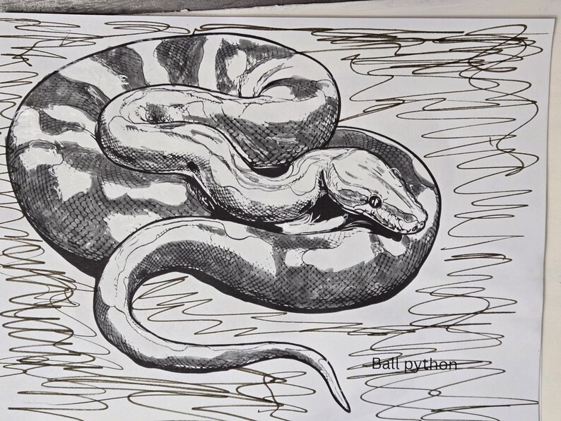 Peut inclure: Un dessin &agrave; l'encre noire et blanche repr&eacute;sentant un python royal enroul&eacute; sur un fond blanc avec des lignes griffonn&eacute;es. Le serpent pr&eacute;sente des &eacute;cailles d&eacute;taill&eacute;es et un corps &agrave; motifs. Le texte 'Ball python' est imprim&eacute; en bas &agrave; droite.