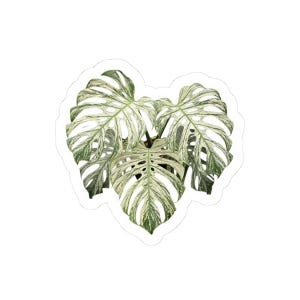 May include: A sticker featuring a variegated Monstera plant. The leaves are a mix of white and green, with the characteristic fenestrations. The sticker has a white border, and the plant is centered on a white background.
