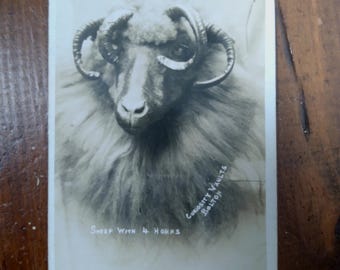Rare Antique Oddity Postcard - 4 Horned Sheep - Unusual Animal Portrait