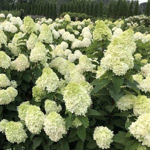 Limelight Prime Hydrangea Shrub, Cream to Pink Summer Blooms, Hardy Flowering Bush