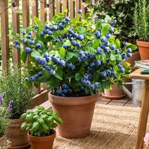 May include: A potted blueberry plant with vibrant blue berries and green leaves. The plant is in a terracotta pot, surrounded by other potted plants on a wooden deck. The image captures a lush, thriving plant, perfect for a home garden.