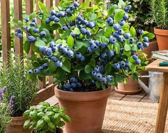 Large Blueberry Plant – 2-Gallon Pot, Live Fruit Bush, Sweet Berries