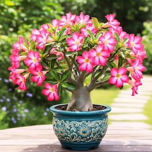 Indoor Flowering Bonsai Tree - Etsy