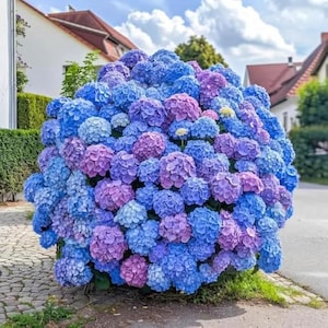 Hydrangea Live Plant, Reblooming Mophead Shrub, Blue Pink Flowers