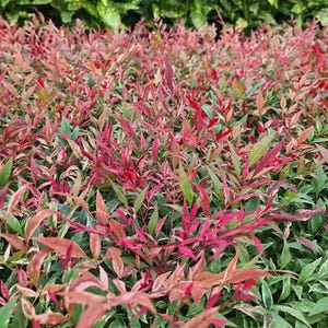 Obsession Nandina Plant, Scarlet Red Evergreen Shrub, Dwarf Heavenly Bamboo, Patio Pot Decor