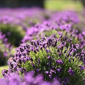Planta de lavanda morada en maceta de 1.5 galones (1 unidad) - Bajo mantenimiento