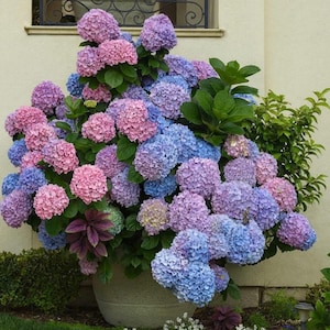 May include: A large potted hydrangea plant with clusters of pink, purple, and blue flowers. The plant is overflowing from a large, round, light-colored pot. Green leaves provide a backdrop for the colorful blooms. The plant is outdoors, near a building.