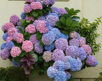 Bigleaf Hydrangea Live Plant, Reblooming Mophead Shrub, Blue and Pink Flowers,Hardy Perennial for Partial Shade, Easy Care Large Flower Bush
