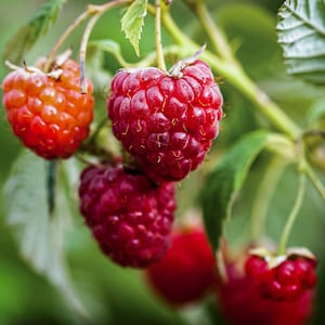 Large Raspberry Plant – 2-Gallon Pot, Sweet Red Berries, Live Fruit Bush