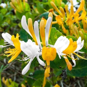 May include: Close-up of honeysuckle flowers with white and yellow petals. The flowers have a trumpet shape and are surrounded by green leaves. The image is well-lit and shows the details of the flowers.