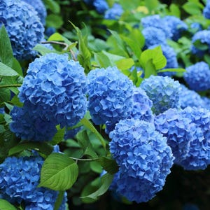 BloomStruck Reblooming Hydrangea Live Shrub in 1-Gallon Grower Pot