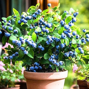 natural plant fertilizer houseplants Espoma Organic Indoor Liquid Fertilizer for Houseplants  Park Seed
