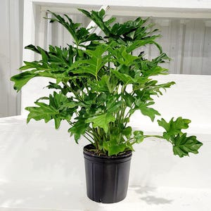 22" Philodendron Selloum Live House Plants in 10" Grower Pot