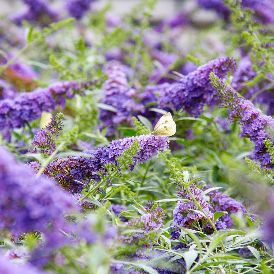 lavender flower shrub Sensational! Lavender