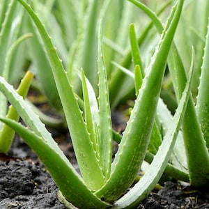 Medicinal Succulent - Etsy