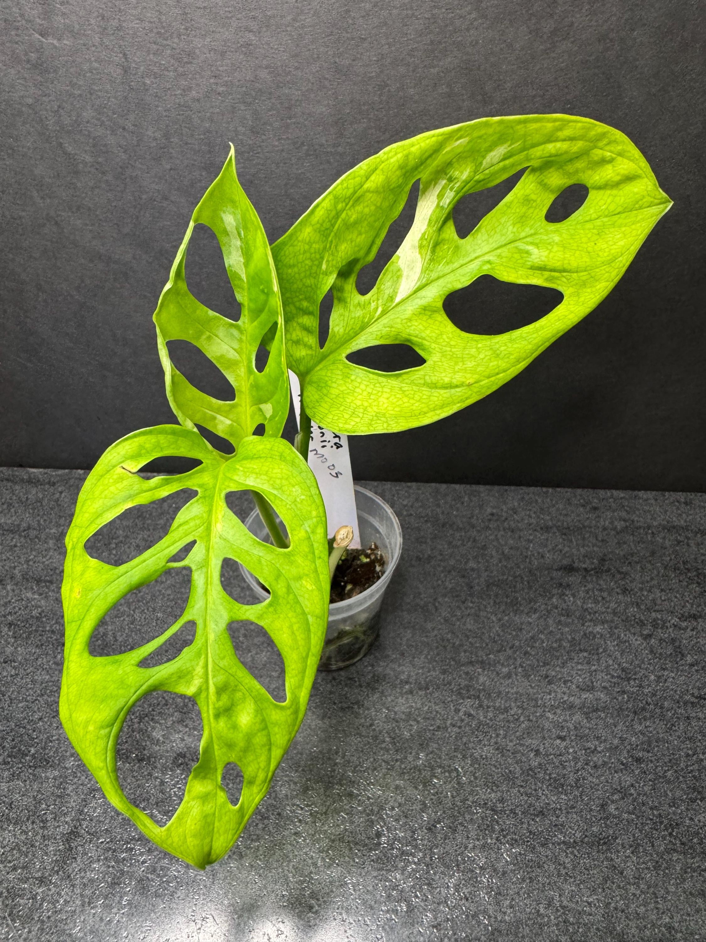 extra large monstera plant for sale Monstera Borsigiana Variegata Albo (Mature Mother Plant) Low Variegation