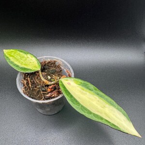 May include: A Hoya plant cutting with two variegated leaves planted in a clear plastic cup filled with soil and bark. The leaves are elongated and pointed, featuring a central cream-colored stripe surrounded by dark green margins.
