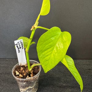 May include: A potted Lemon Lime Pothos plant with vibrant, chartreuse leaves. The plant is in a clear plastic pot, and a tag with the plant's name is visible. The background is a dark gray.