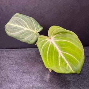 May include: Two large, heart-shaped leaves with prominent veining. One leaf is a vibrant green with white veins, the other is a lighter green. The leaves are set against a dark background, highlighting their natural beauty. Plant and botanical theme.