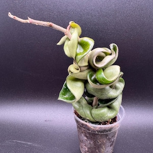 May include: A Hoya carnosa compacta plant, commonly known as a Hindu rope plant, featuring thick, curled, dark green waxy leaves. The plant is potted in a small, clear plastic container filled with dark soil, with a single bare stem extending upward.
