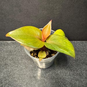 black coral snake plant - sansevieria Snake Plant 'Black Coral' – Greenland Garden Centre main image 0