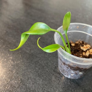 May include: A small, clear plastic pot containing a young plant with vibrant green leaves. The leaves are a bright, healthy green color, with one leaf curling gracefully. The plant is set against a dark, textured surface.