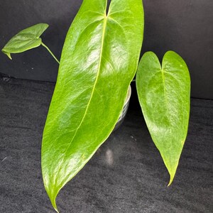 May include: A live Anthurium plant featuring three distinct, elongated, heart-shaped leaves with a glossy, vibrant green surface. The leaves display prominent central veins and smooth edges, extending from a central base housed in a container.