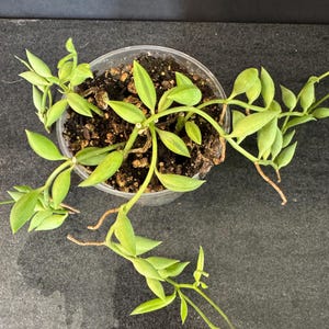 May include: A small, clear plastic pot filled with soil and a green plant. The plant has long, trailing stems with small, oval-shaped green leaves. Some stems extend beyond the pot's edge. The background is a dark, textured surface.