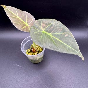 Alocasia Regal Shield Aurea - Etsy