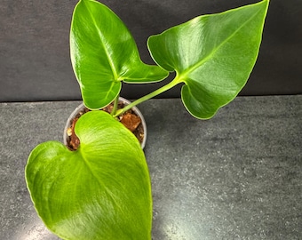 philodendron sodiroi pflege Philodendron sodiroi  Kletter-Philodendron mit silbrigen Flecken