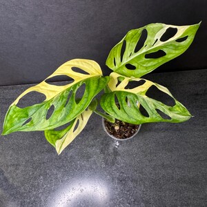 lime philodendron Buy Philodendron Neon