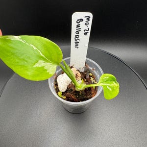 May include: A small variegated plant with light green and white leaves potted in a clear plastic cup with soil and a white plant marker. The marker has the handwritten text MO-26 Bulbasaur in black ink, and a small white stone sits in the soil.