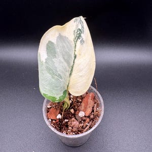Scindapsus Mariposa - Etsy