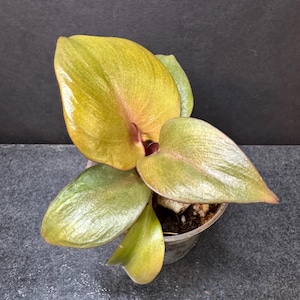 May include: A small potted plant featuring broad, heart-shaped leaves with a glossy texture. The foliage displays a gradient of colors, transitioning from vibrant yellow and lime green to deep bronze and reddish-brown hues at the center stems.