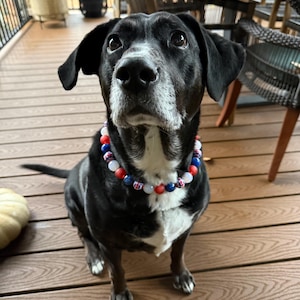 May include: A black and white dog wearing a beaded necklace with red, white, and blue beads. The dog is sitting on a wooden deck, looking up. The necklace is a patriotic accessory.
